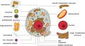 Animal cell structure. Educational material with animal cell parts for biology lesson